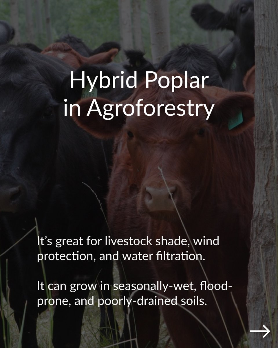 Propagate tweet media