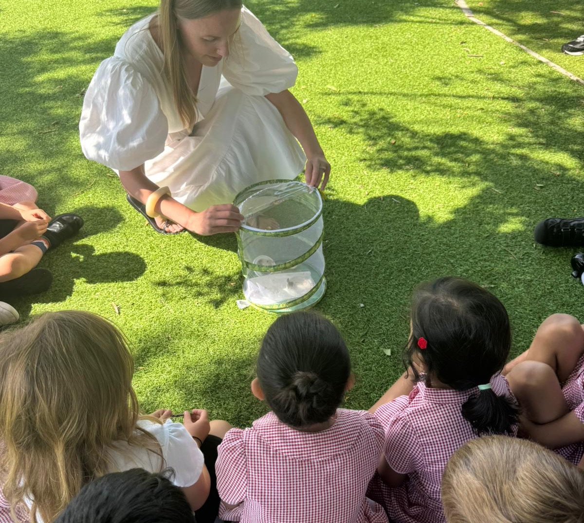 Leechapelsch's tweet image. We have extended our Reception children’s learning and knowledge on the lifecycle of butterflies this week. 
The children have watched the caterpillars turn into cocoons and finally into butterflies 🦋 
#Science #Nature #ExtendedLearning