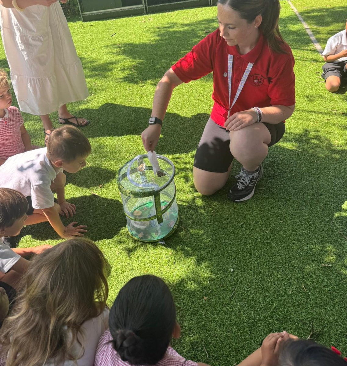 Leechapelsch's tweet image. We have extended our Reception children’s learning and knowledge on the lifecycle of butterflies this week. 
The children have watched the caterpillars turn into cocoons and finally into butterflies 🦋 
#Science #Nature #ExtendedLearning