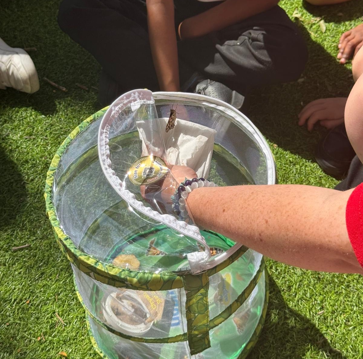 Leechapelsch's tweet image. We have extended our Reception children’s learning and knowledge on the lifecycle of butterflies this week. 
The children have watched the caterpillars turn into cocoons and finally into butterflies 🦋 
#Science #Nature #ExtendedLearning