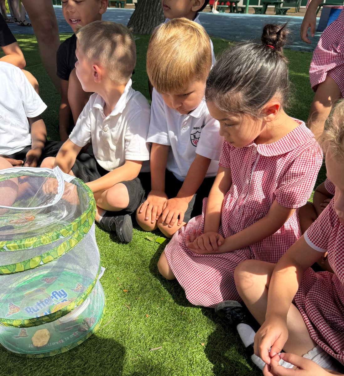 Leechapelsch's tweet image. We have extended our Reception children’s learning and knowledge on the lifecycle of butterflies this week. 
The children have watched the caterpillars turn into cocoons and finally into butterflies 🦋 
#Science #Nature #ExtendedLearning