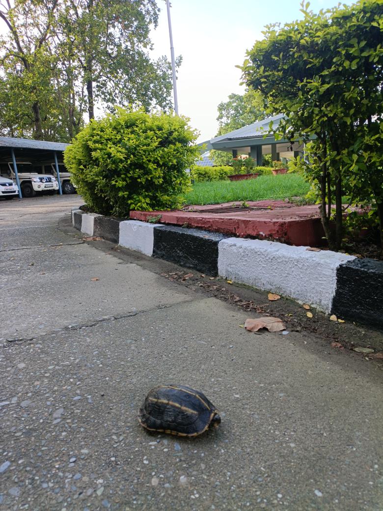 K. Ankit | कुमार अंकित (@kumar9ankit) on Twitter photo <a href="/wii_india/">Wildlife Institute of India</a> welcomes monsoon with an auspicious presence of Tricarinate hill turtle (Melanochelys tricarinata) near entrance...
<a href="/vrtiwari1/">Virendra Tiwari</a> <a href="/bhlab_india/">BH LAB</a> <a href="/wildwithwolves/">Bilal Habib</a> <a href="/rameshpandeyifs/">Ramesh Pandey</a> <a href="/GobindsagarBha1/">Gobind Sagar Bhardwaj</a> <a href="/shaheerkhan/">Shaheer Khan, PhD 🇮🇳🐺</a> <a href="/AnukulNath4/">Anukul Nath</a>
#campus_biodiversity_WII
🐢😍
PC: <a href="/ghade_rameshwar/">Rameshwar Ghade</a> <a href="/wii_india/">Wildlife Institute of India</a> welcomes monsoon with an auspicious presence of Tricarinate hill turtle (Melanochelys tricarinata) near entrance...
<a href="/vrtiwari1/">Virendra Tiwari</a> <a href="/bhlab_india/">BH LAB</a> <a href="/wildwithwolves/">Bilal Habib</a> <a href="/rameshpandeyifs/">Ramesh Pandey</a> <a href="/GobindsagarBha1/">Gobind Sagar Bhardwaj</a> <a href="/shaheerkhan/">Shaheer Khan, PhD 🇮🇳🐺</a> <a href="/AnukulNath4/">Anukul Nath</a>
#campus_biodiversity_WII
🐢😍
PC: <a href="/ghade_rameshwar/">Rameshwar Ghade</a>