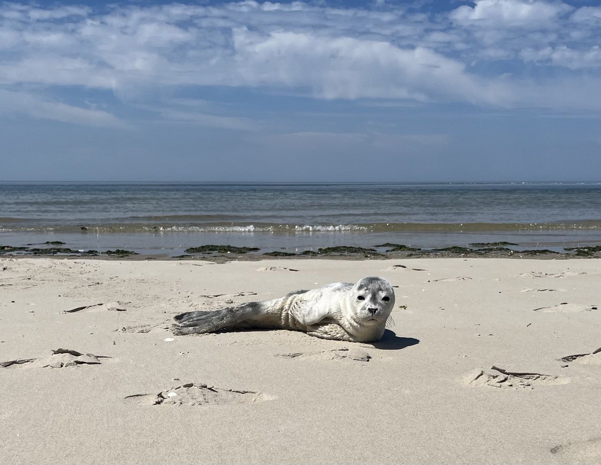 Badgast #terschelling