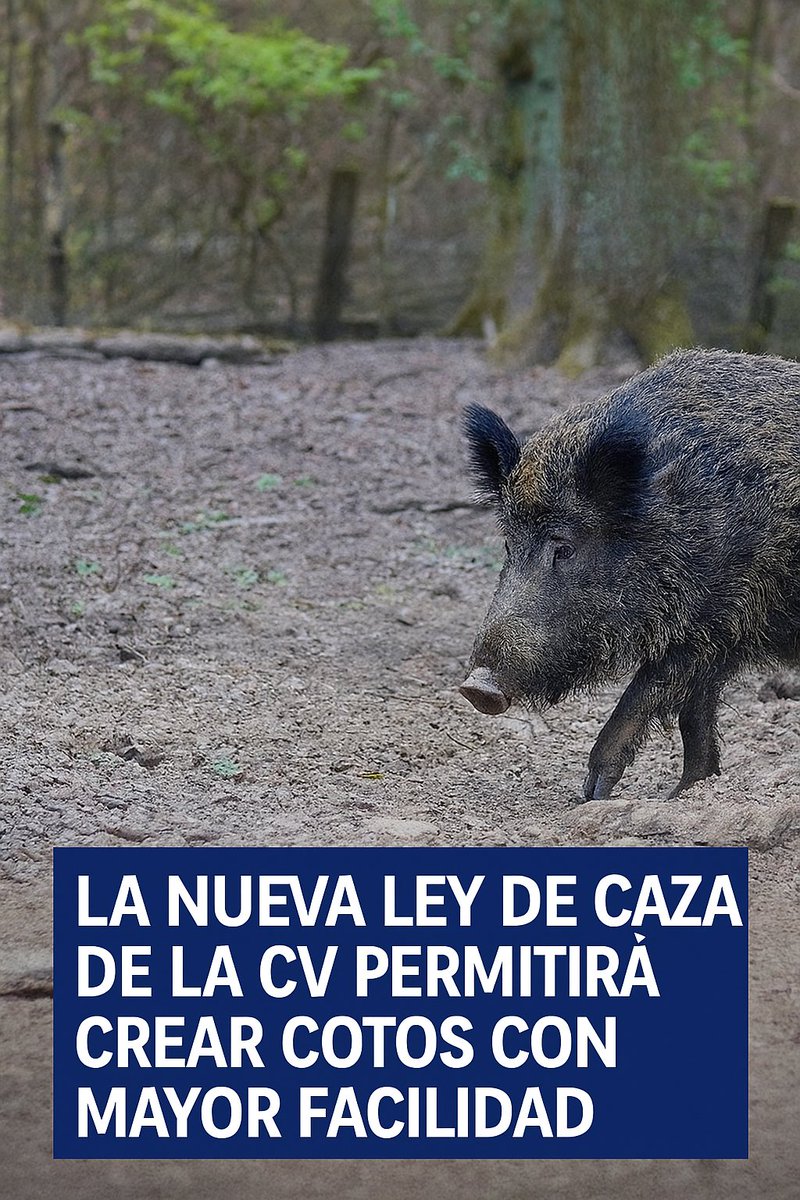 Serranía-Rincón de Ademuz TV (@revistamasturia) on Twitter photo 🔹La nueva #LeydeCaza de la #ComunitatValenciana permitirá crear cotos con mayor facilidad
🐗 masturia.com/2025/07/la-nue… ▶ <a href="/generalitat/">Generalitat</a> <a href="/GVAMediAmbient/">GVA Medi Ambient Infraestructures Territori</a> <a href="/fedcazacv/">Federación Caza CV</a> 🔹La nueva #LeydeCaza de la #ComunitatValenciana permitirá crear cotos con mayor facilidad
🐗 masturia.com/2025/07/la-nue… ▶ <a href="/generalitat/">Generalitat</a> <a href="/GVAMediAmbient/">GVA Medi Ambient Infraestructures Territori</a> <a href="/fedcazacv/">Federación Caza CV</a>