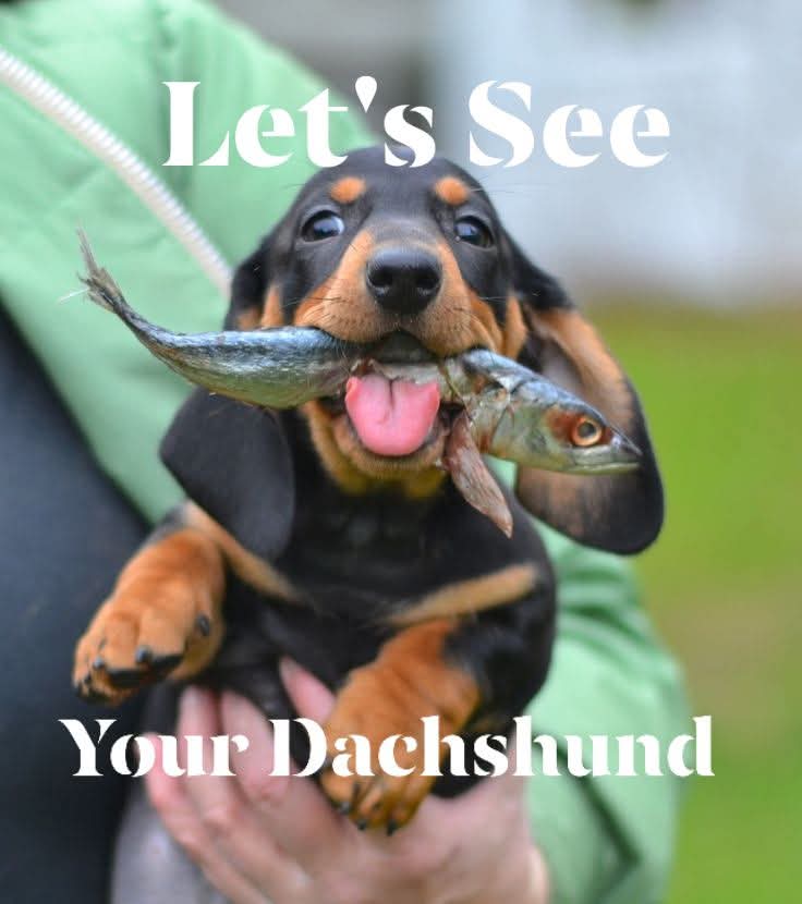 Dachshund Heaven USA tweet media