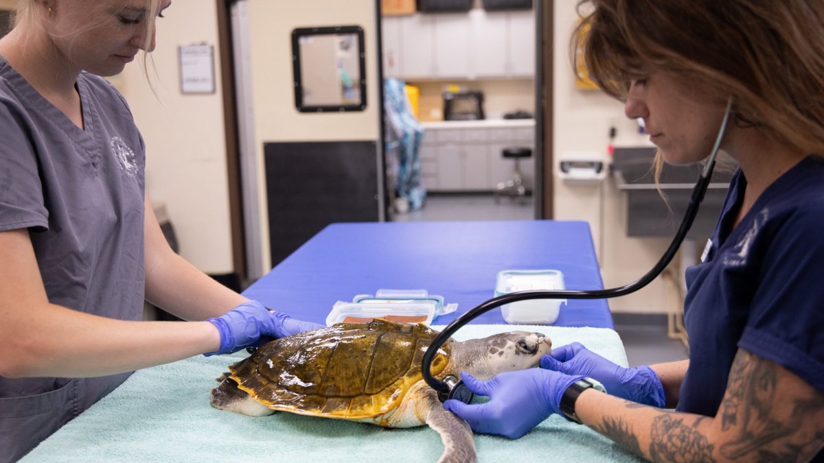 Floor Covering News (@fcnewsnet) on Twitter photo 🐢🏥 To celebrate sea turtle nesting season, <a href="/MohawkFlooring/">Mohawk Flooring</a> installed its eco-friendly SolidTech R flooring at the Georgia Sea Turtle Center.
💬 “It’s more than flooring—it’s action,” said Erica Breazeale, VP of marketing, resilient.
bit.ly/4np153v 🐢🏥 To celebrate sea turtle nesting season, <a href="/MohawkFlooring/">Mohawk Flooring</a> installed its eco-friendly SolidTech R flooring at the Georgia Sea Turtle Center.
💬 “It’s more than flooring—it’s action,” said Erica Breazeale, VP of marketing, resilient.
bit.ly/4np153v