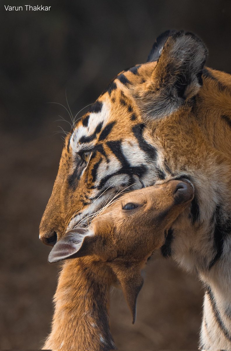 Eyes of the kill and the killer 🐅
#wildlife