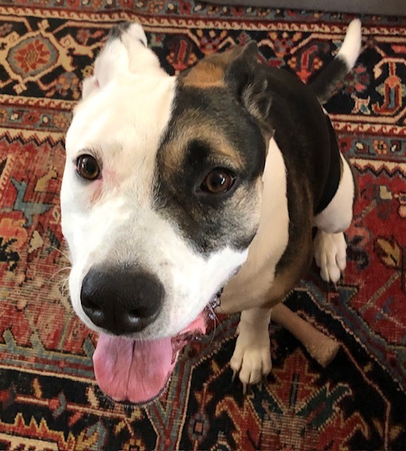 lisaburkin's tweet photo. Foster girl Lena &amp; I send a big thanks to Nick for the #Nylabone gift from Lena's Amazon wish list! Lena's a big fan of them &amp; we really appreciate the support!
https://t.co/SlTLL4XOKR https://t.co/Uvl9B9zSpv