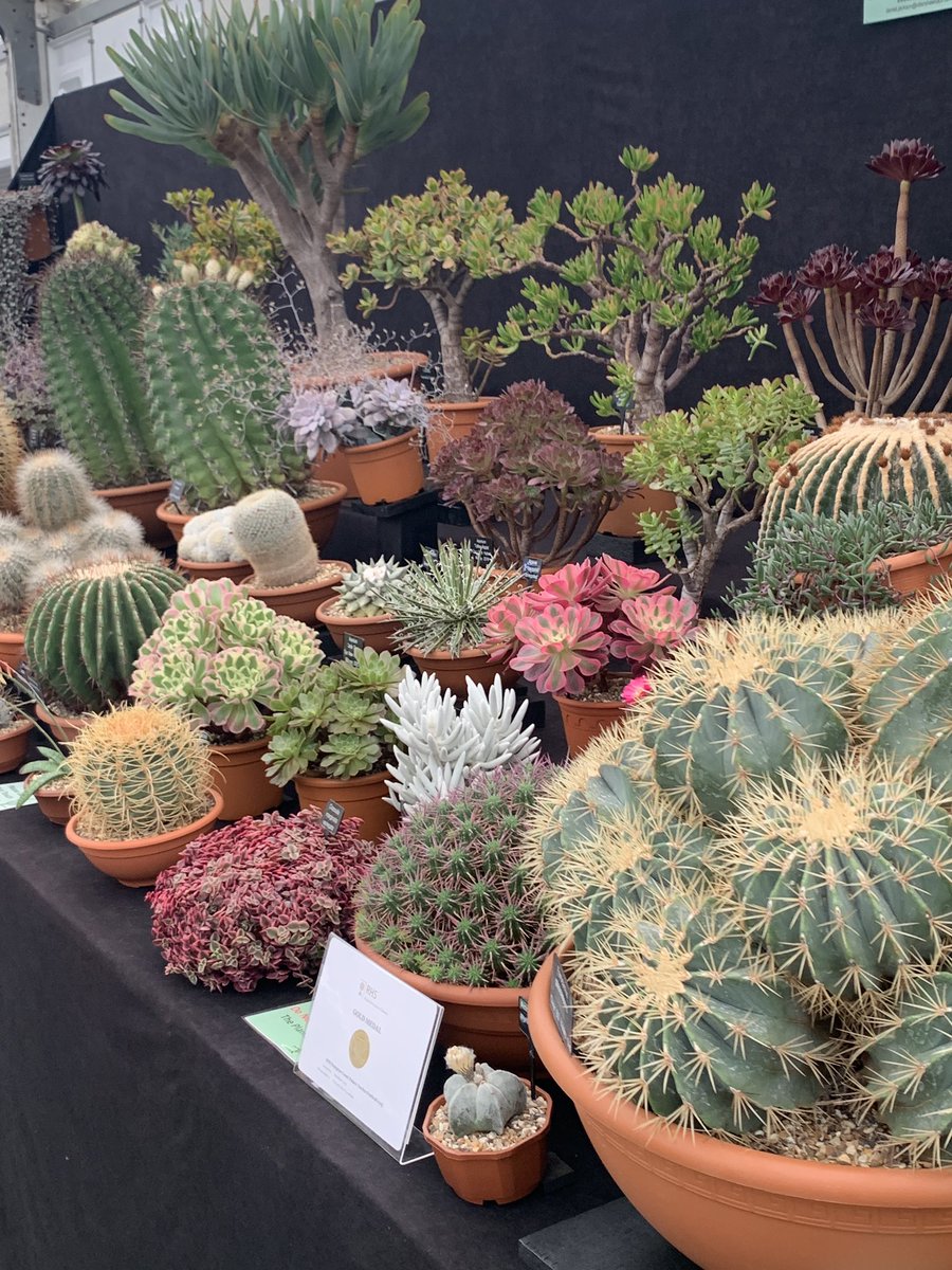 A very hot day for walking around the RHS Hampton Court flower show today