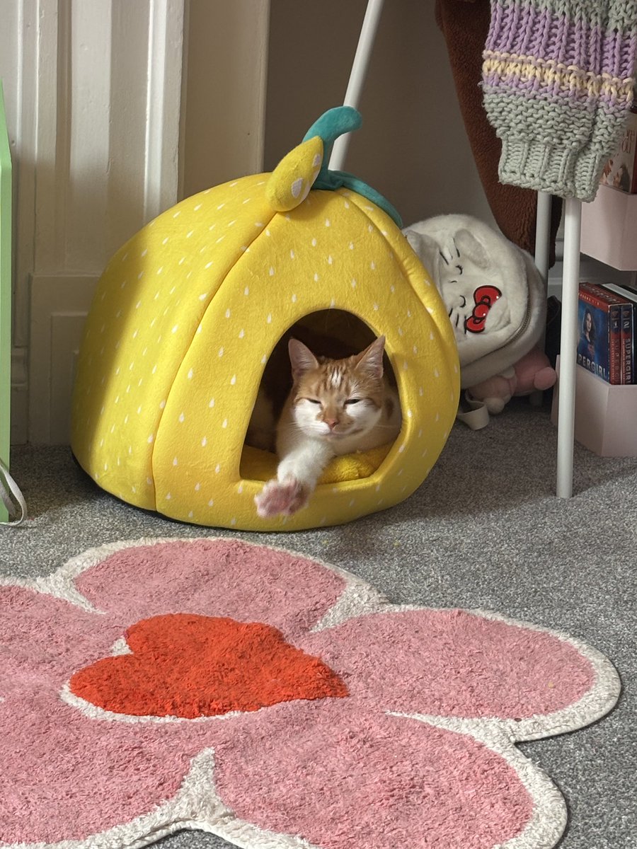 binkywinkywoo's tweet image. oagh big stretch