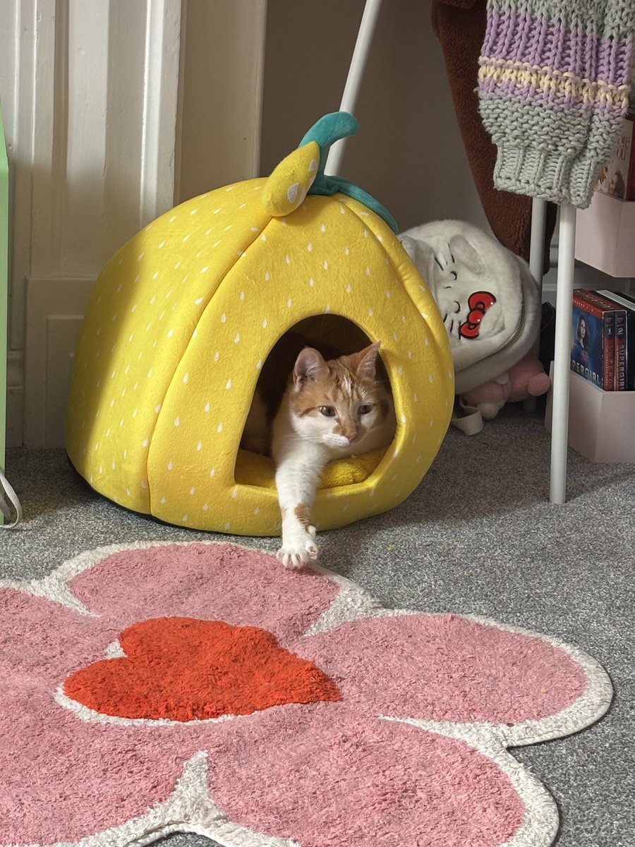 binkywinkywoo's tweet image. oagh big stretch