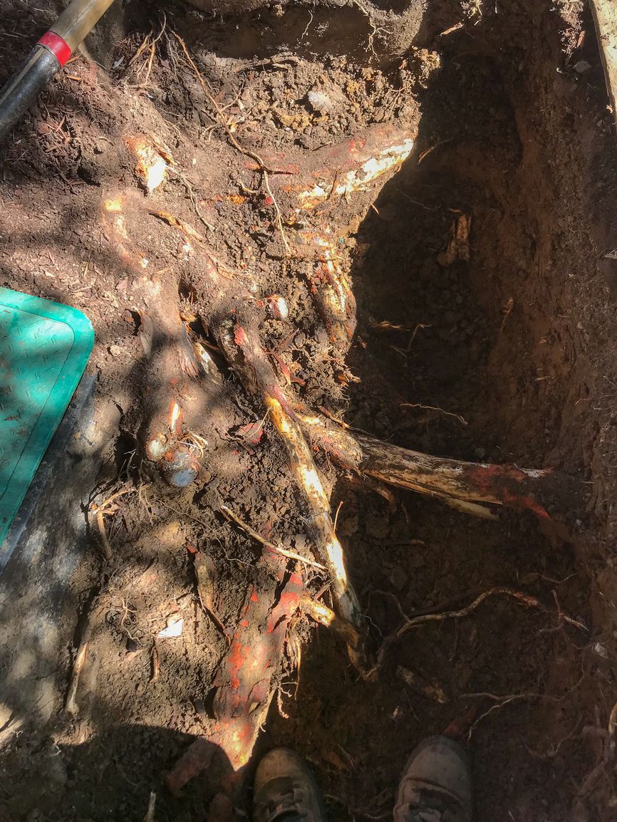 PdxSewer's tweet image. Your water line is vital for your home! If you're noticing low water pressure or leaks, our water line repair services can restore your system fast. Reach out to schedule a repair! #WaterLineRepair
sewercontractortigard.com/about_us