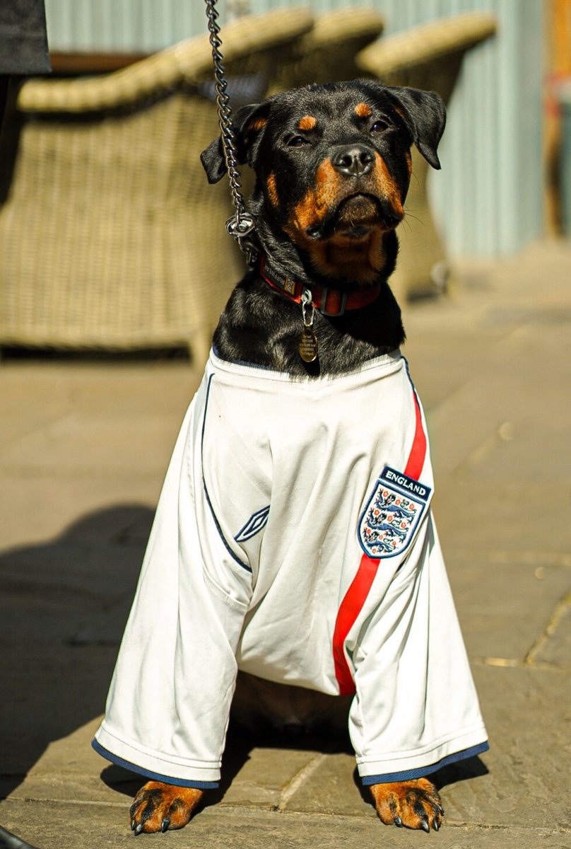 The women’s Euros finally kicks off tomorrow! ⚽️ 

We’ll be cheering the girls on across all of our screens inside and out! ☀️ 

Here’s Rudy patiently waiting, counting down the hours! 🐶 

#wansdsworth #putney #womenseuros #youngspubs