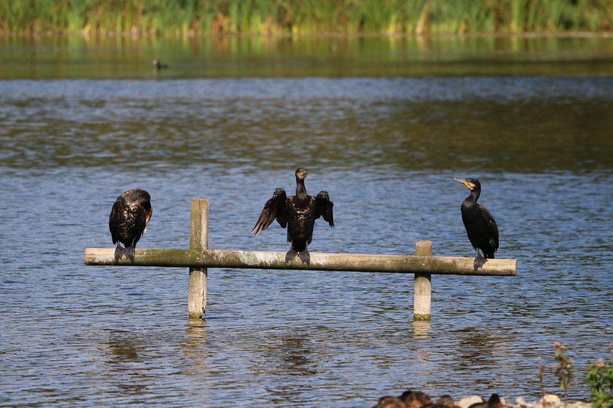 RSPBEngland's tweet image. Thanks for posting your July cover photo competition entries! It was another very difficult choice for our team. Congrats go to @LoTaylor23 for winning the July comp with this super pic of a Cormorant drying its wings in the summer sun, flanked by a Cormorant on either side! ☀️