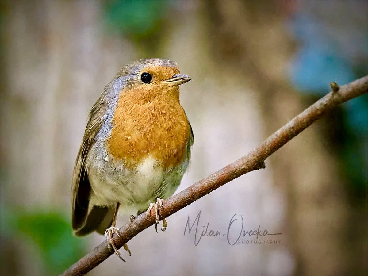 European Robin (Erithacus rubecula) very quietly chirping away. If you look closely you can see he barely opened his beak. #robin #birdphotography