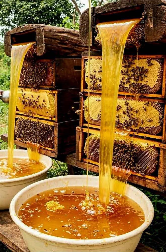 🇭🇹🍯🐝

Nou pa panse debwazman devan dèyè Hayti s on fren pou pwodiksyon myèl la ?