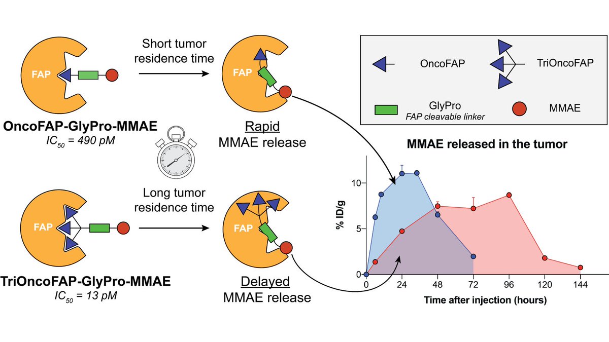 MCT_AACR's tweet photo. #OnlineFirst: Development of Multivalent FAP-targeted #SmallMolecule-DrugConjugates with Tailored MMAE Release Kinetics. https://t.co/H4iyatmRIM
#FirstDisclosure https://t.co/0yXmnaIVYF