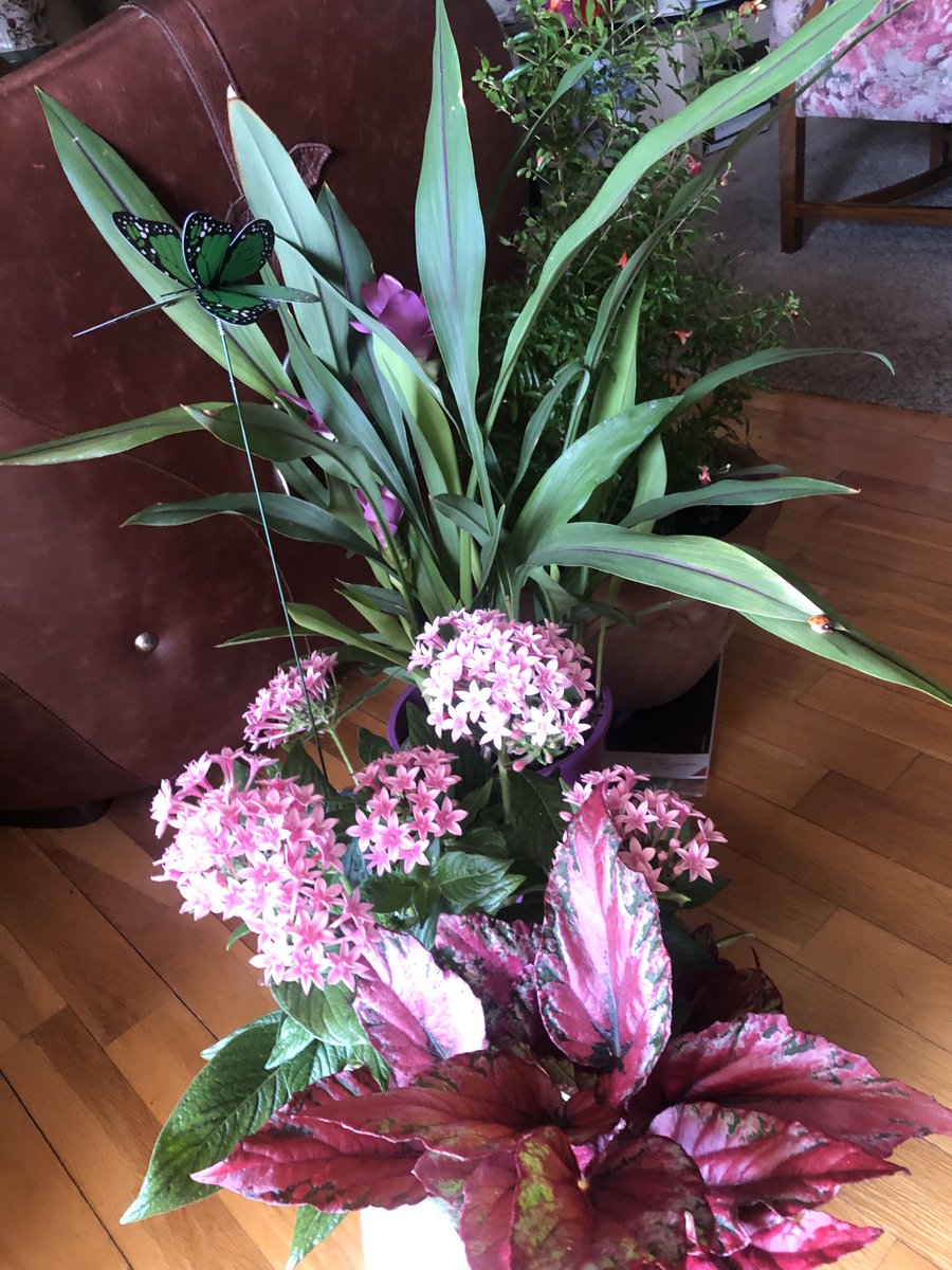 VictoriaCsPla's tweet image. Como en casa en ningún sitio.