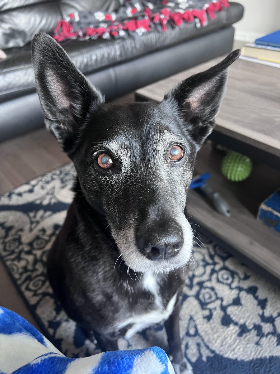 PawBoost tweet media