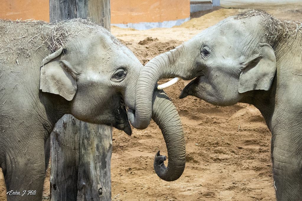 The world’s first mRNA vaccine against Elephant Endotheliotropic Herpesvirus (EEHV), created by Baylor College of Medicine &amp; the Houston Zoo, appears to be effective! Sanjay &amp; Kabir, 2 young elephants who were vaccinated &amp; later tested positive for EEHV, are now negative