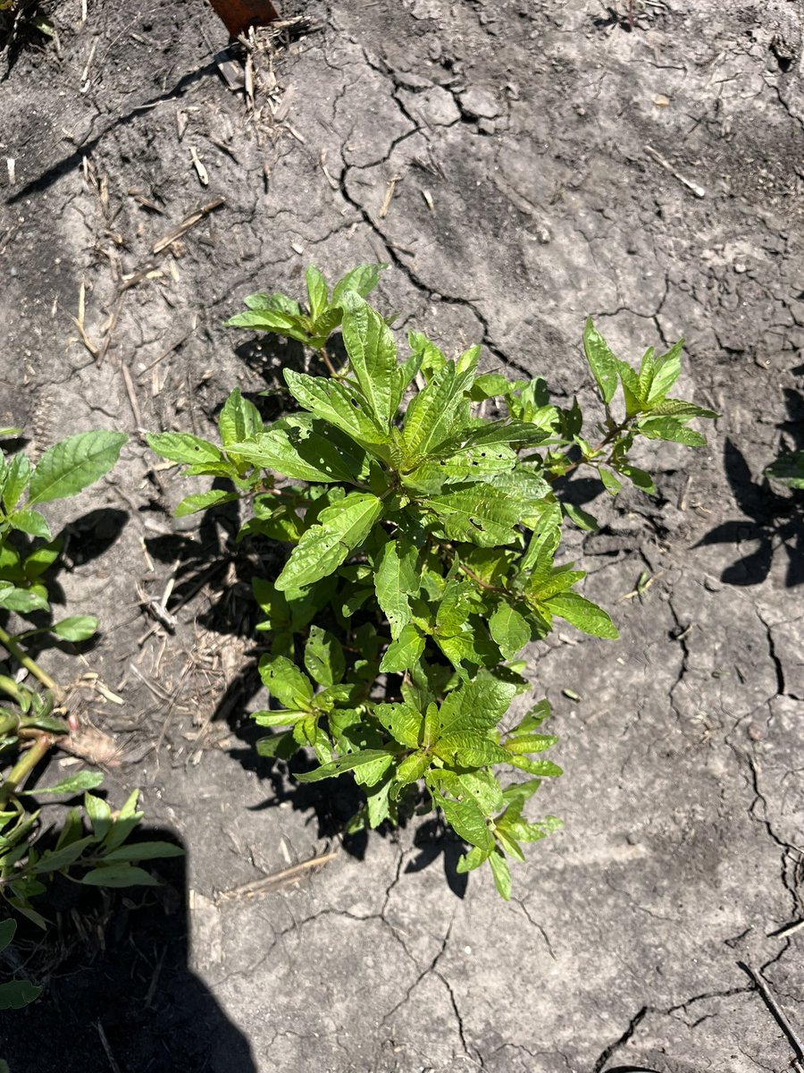 We’ve also been checking out some weeds today. Does anyone know their identities? #ISUCrops