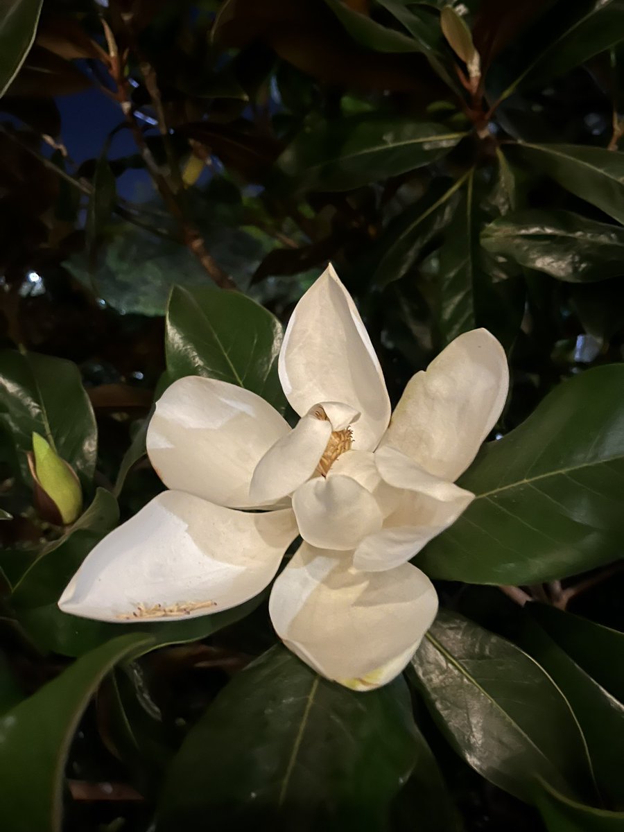 Abendspaziergang… Magnolien blühen 🌼 
Schönen Abend euch allen.
