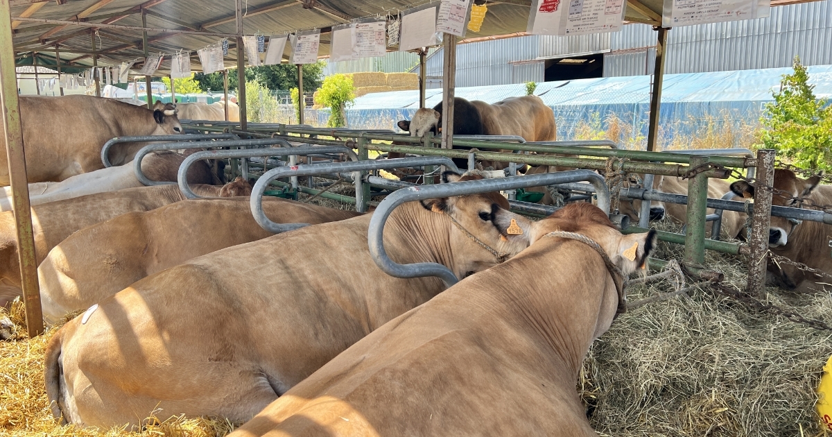 lamayenne's tweet photo. [#AGRICULTURE] 🐄 CIMA 53 : le temps fort agricole en Mayenne revient du 18 au 20 juillet 2025 à Mayenne. Le Département de la Mayenne y tiendra un stand commun avec la Chambre d’Agriculture  👉 https://t.co/LIIAZ8Fr5D  
@ChambreMayenne https://t.co/dUknbuMiNt