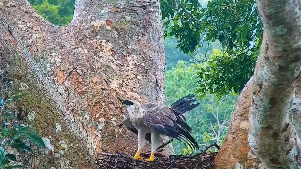 Throwback to Elpis, the young harpy eagle that starred in our past HarpyCam project at Refugio Amazonas. Monitored by our Wired Amazon team and San Diego Zoo Global

Watch the full video here : hubs.ly/Q03vvl4j0

Special thanks to <a href="/EarthRangers/">Earth Rangers/Éco Héros 🐸🌎</a>