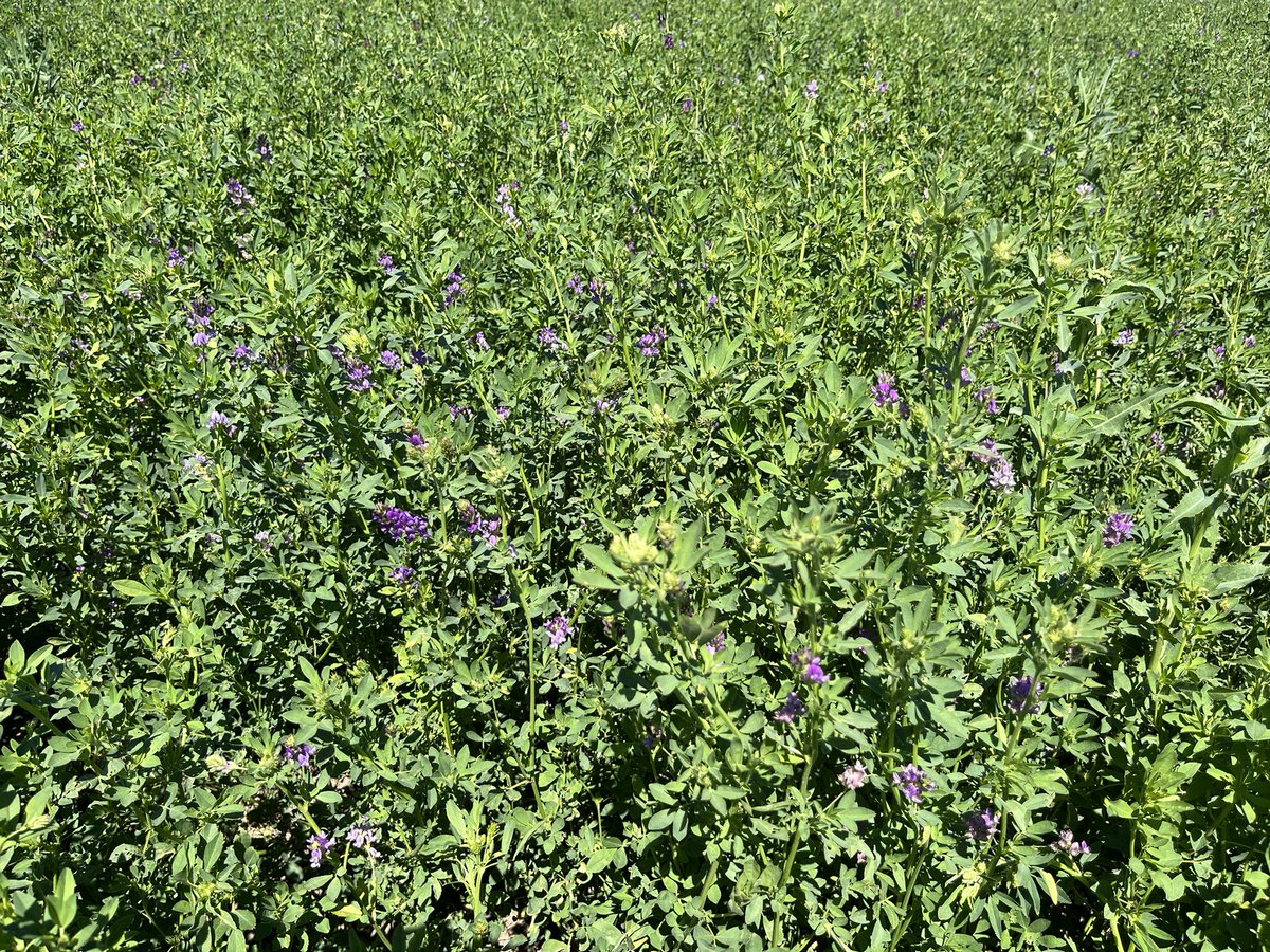 BY_JSchmidt's tweet photo. Finally feeling like summer! Seed alfalfa is starting to bloom and ready for bees!

Happy Canada Day! 🇨🇦 
@BrettYoungSeeds https://t.co/7qkHRInWAJ