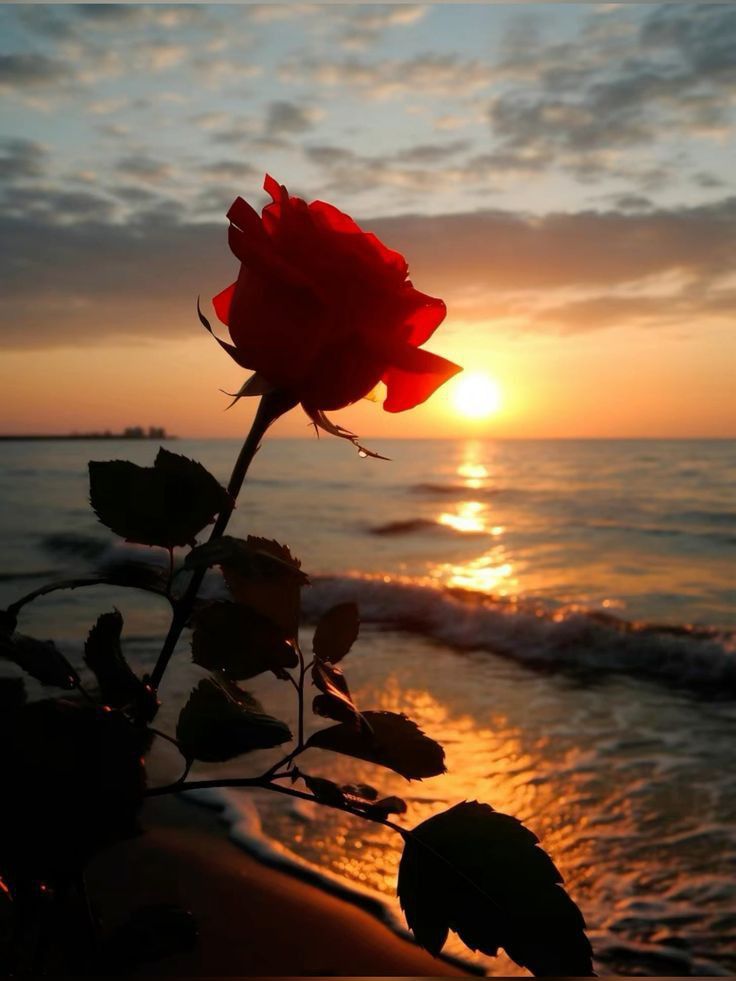 Dokunamam yüzüne incinir diye,
Teninin kokusu güle karışır...
Sitemim olmaz gücenir diye;
Hasretin ateşi küle karışır...

#akşamaşiir 
#MutluAkşamlar
#huzurla

☕🦋🍃🥀