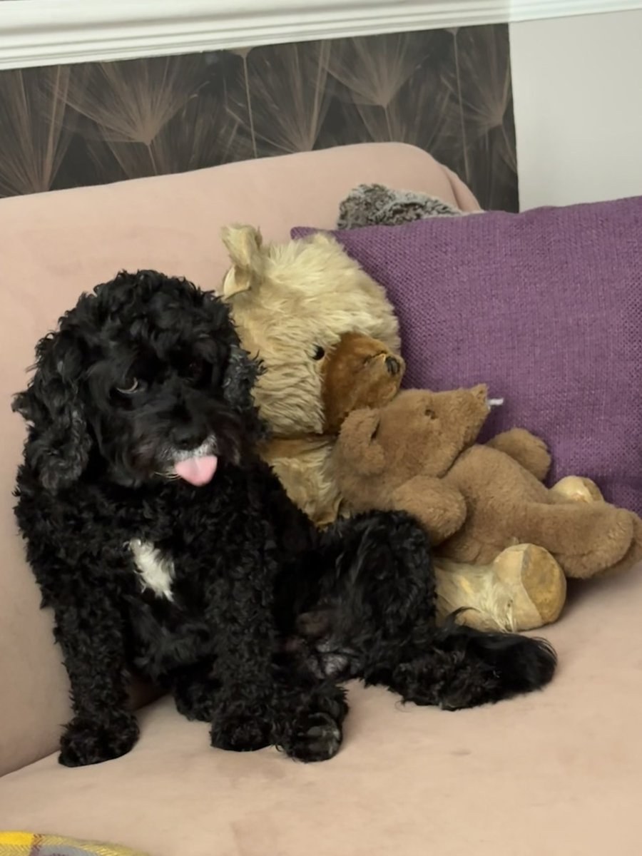 Vera_pooch's tweet image. Happy #TOT from me and little Ted 🥰 #Vera🐶
#DogsOnX 
#TwinsiesOnTwitter