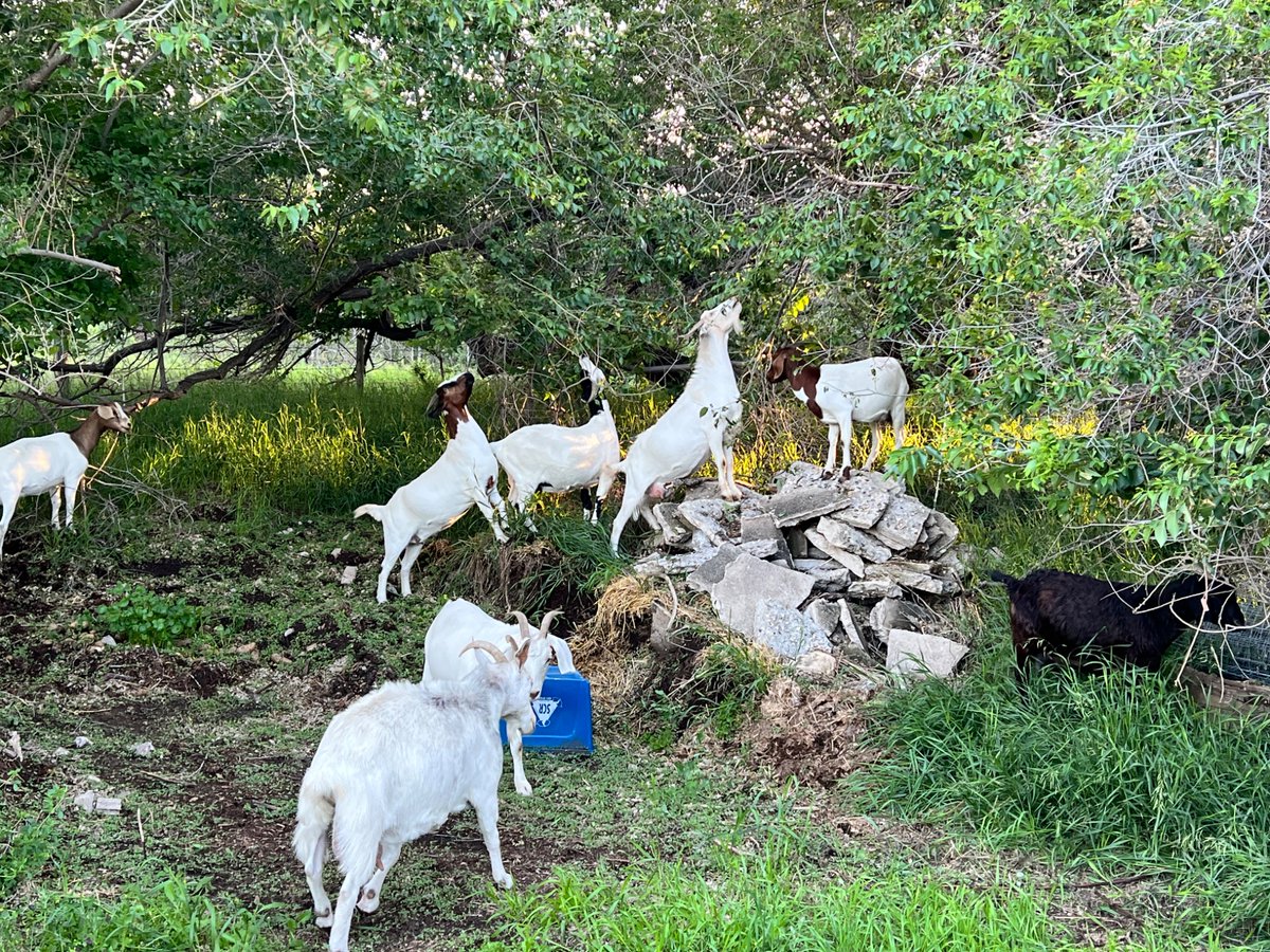 harder_water's tweet photo. Goats be like “Lush grass? I’ll take the leaves that I can barely reach from on top of this unstable pile of cement chunks thank you very much”. #goatthoughts https://t.co/AuycmALUip