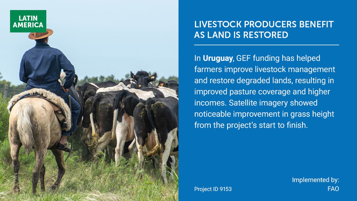 Global Environment Facility (GEF) (@thegef) on Twitter photo In Uruguay, <a href="/theGEF/">Global Environment Facility (GEF)</a> and <a href="/FAO/">Food and Agriculture Organization</a> are helping farmers restore degraded land and manage livestock better, thereby boosting pasture growth and incomes. Satellite data shows real gains in grass height! Learn more in the 2024 Monitoring Report: wrld.bg/sbWk50WeH6b In Uruguay, <a href="/theGEF/">Global Environment Facility (GEF)</a> and <a href="/FAO/">Food and Agriculture Organization</a> are helping farmers restore degraded land and manage livestock better, thereby boosting pasture growth and incomes. Satellite data shows real gains in grass height! Learn more in the 2024 Monitoring Report: wrld.bg/sbWk50WeH6b