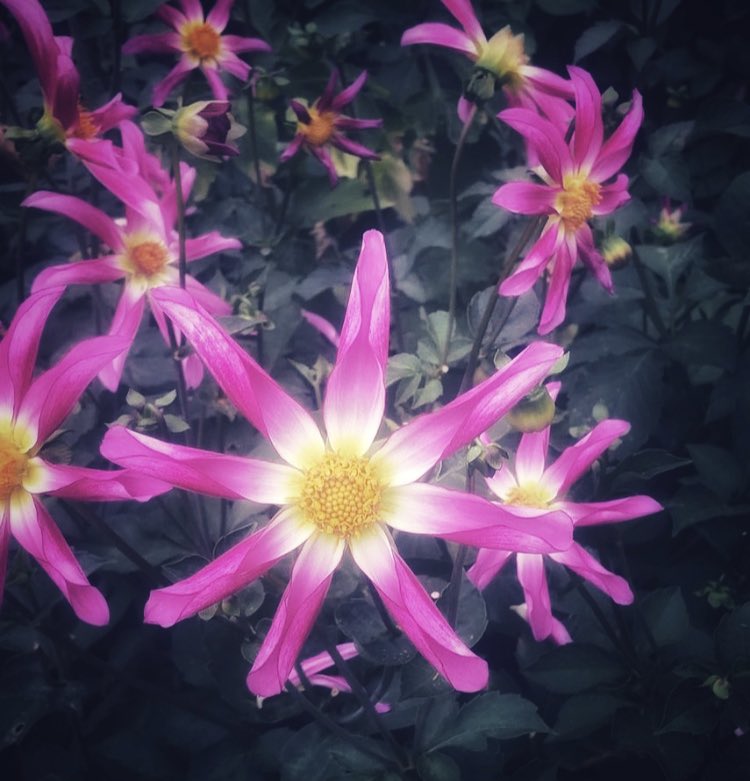 Have a wonderful evening beautiful people 🌸💫