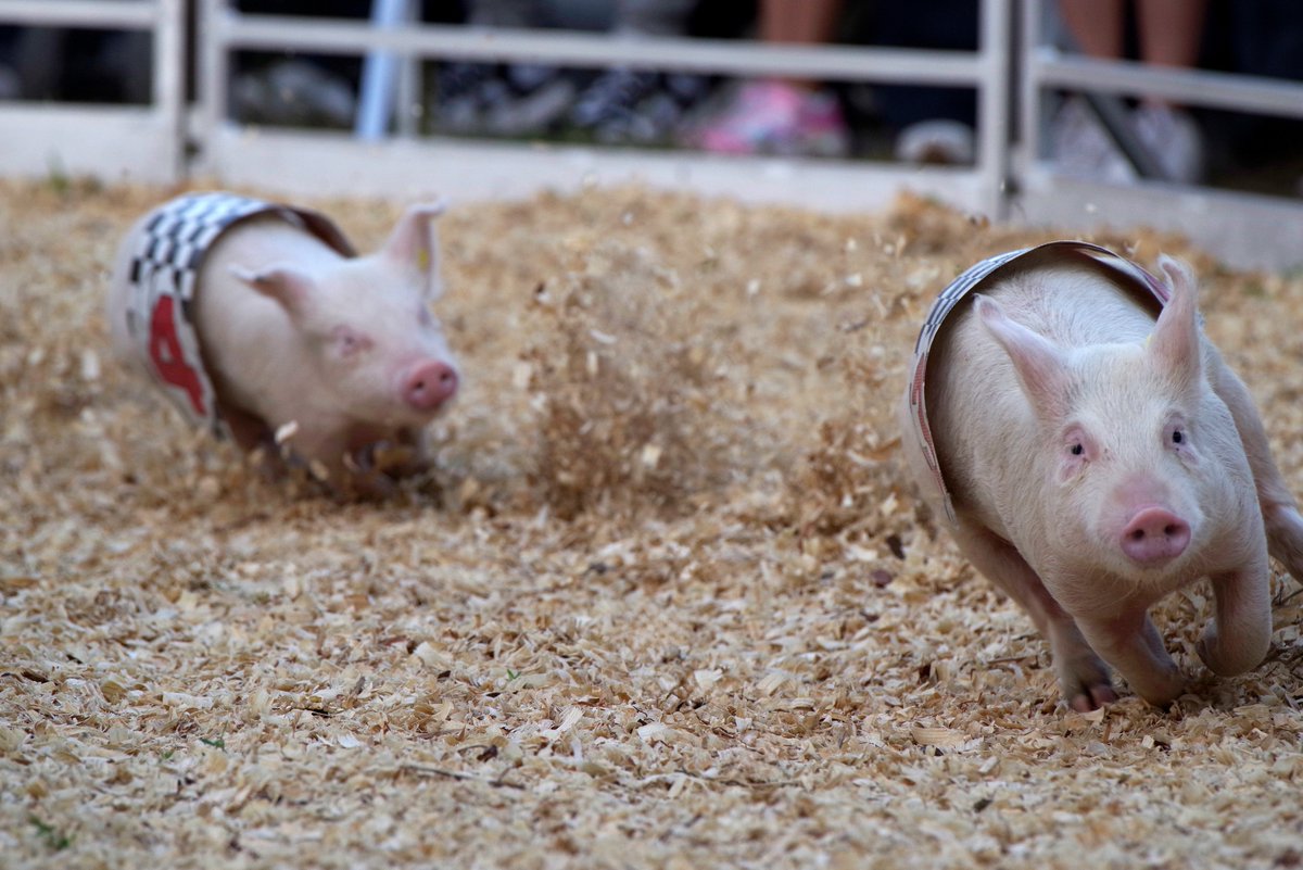 🐷 On your marks, get set, GO! 🏁

The crowd always goes wild as they cheer on their favorite pigs all the way to the finish line—snorts, squeals, and all! 

Speaking of wild… we’ve got something exciting racing your way later this month. Stay tuned 👀