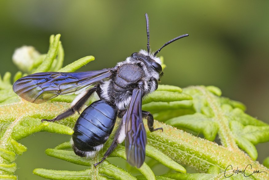 cain_cedric's tweet image. Sur l&apos;île d&apos;Ouessant il n&apos;y a pas que l&apos;abeille noire bretonne, l&apos;on rencontre également de nombreux pollinisateurs sauvages comme cette Andrène agile (Andrena agilissima), qui affectionne tout particulièrement les plantes de la famille des Brassicacées. #lumieresdouessant
