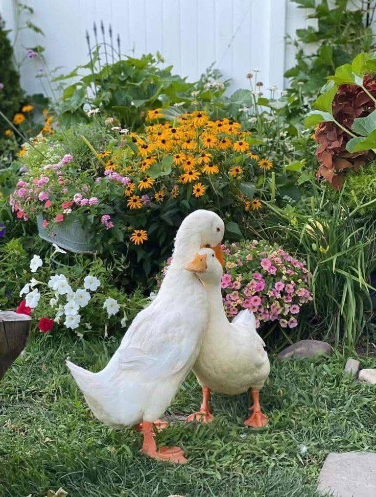 أحن بطوط في البطابيط💗.