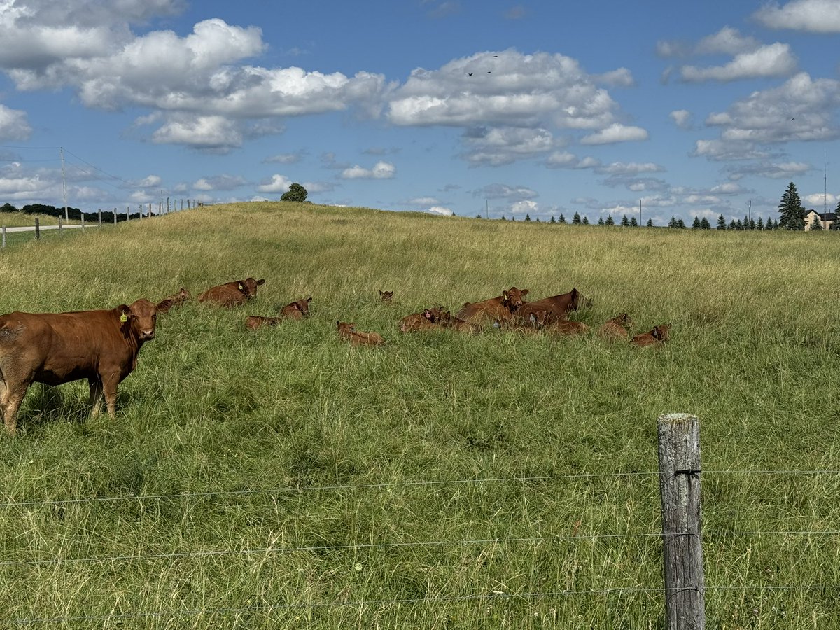 Cows and calves enjoying Canada Day 
South Bruce #ontag