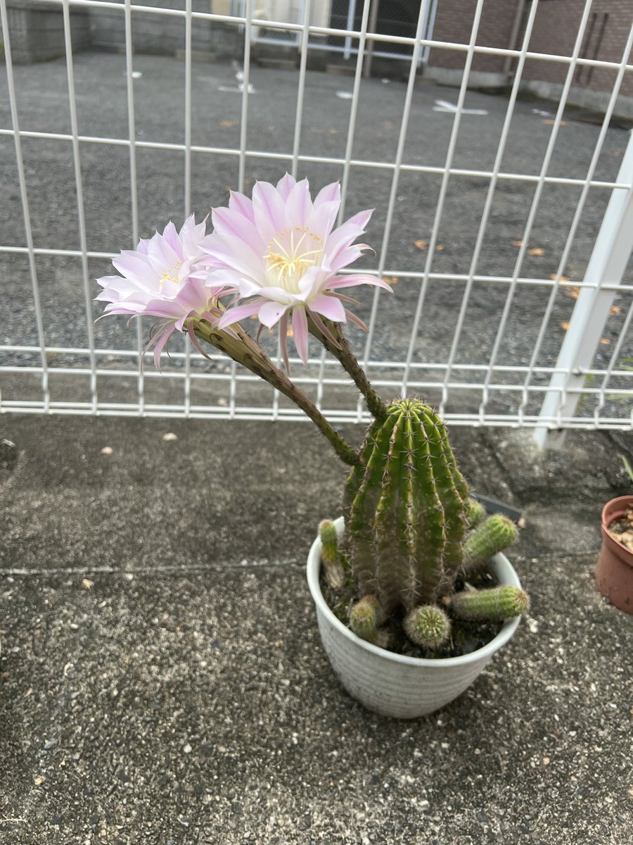 今年もサボテンの花が咲きました