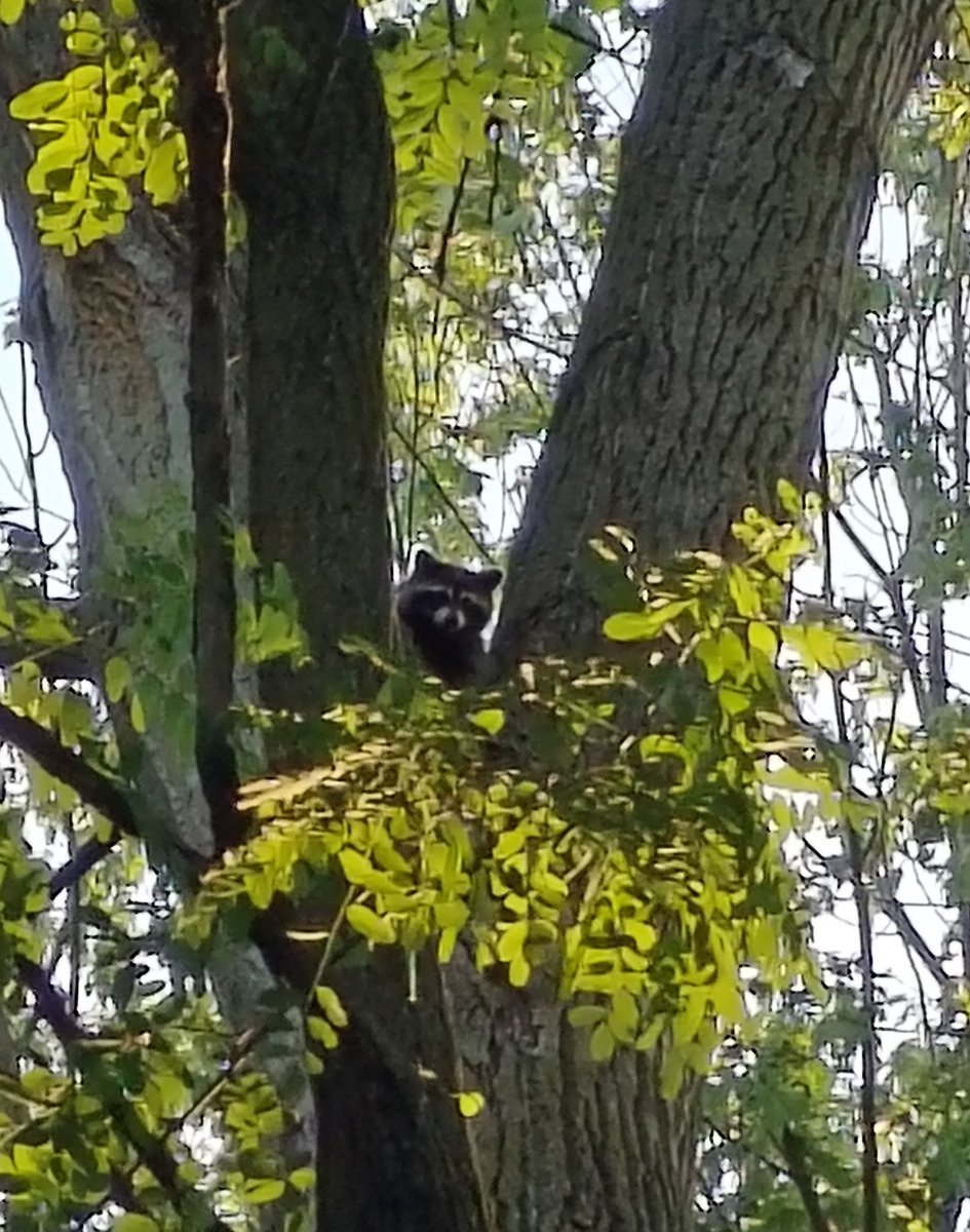 "Don't worry guys our Rocket has lineups"