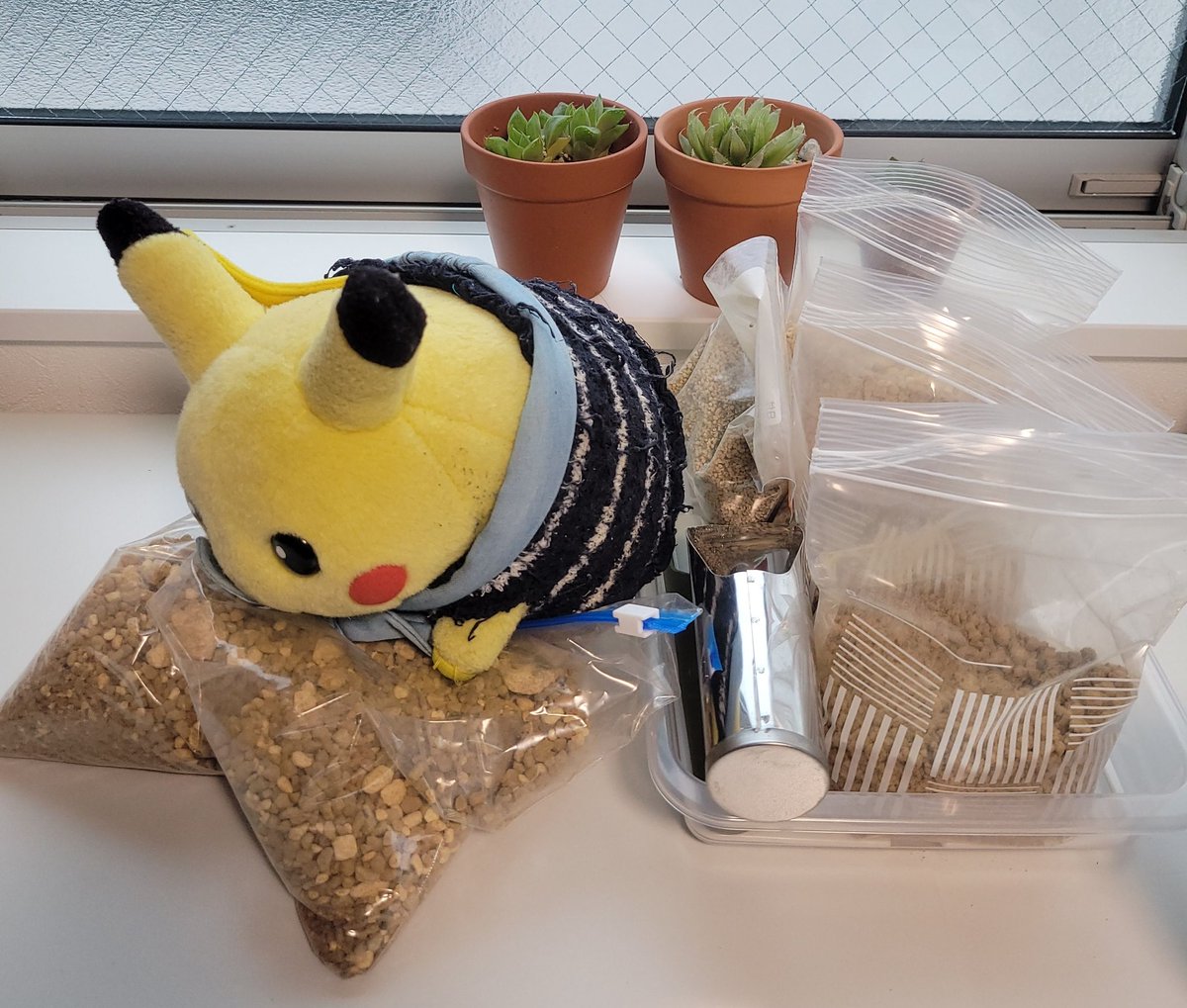 ぴかりん「多肉植物植えるぴか〜🤗」