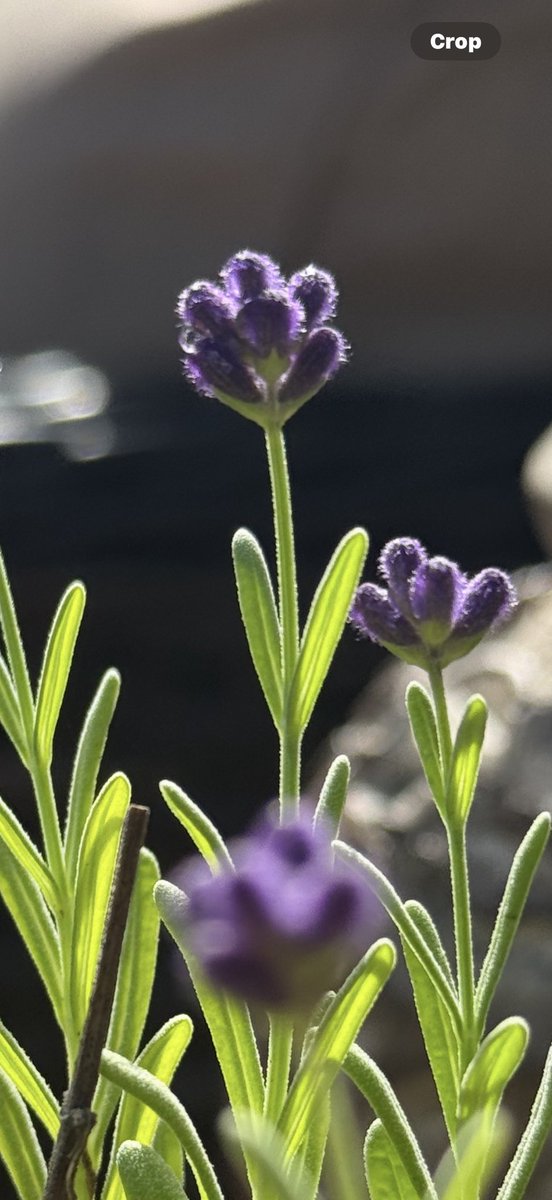 Tiffany Thigpen tweet media