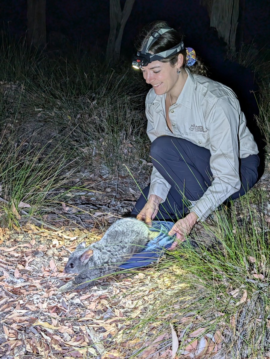 Australian Wildlife Conservancy tweet media