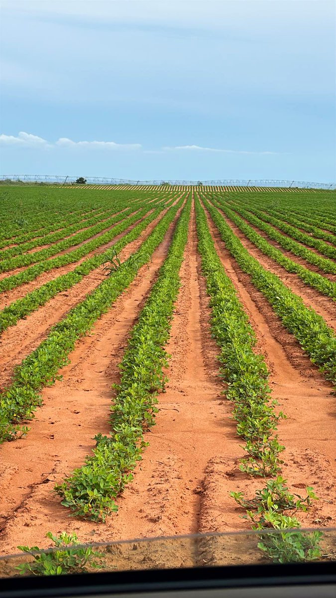 growingthegood's tweet photo. Our current workhorse Valencia variety, IPG 1288, is off to a good start near Memphis, Texas! #growingthegood #ipg1288 https://t.co/GjKN2M3vAu