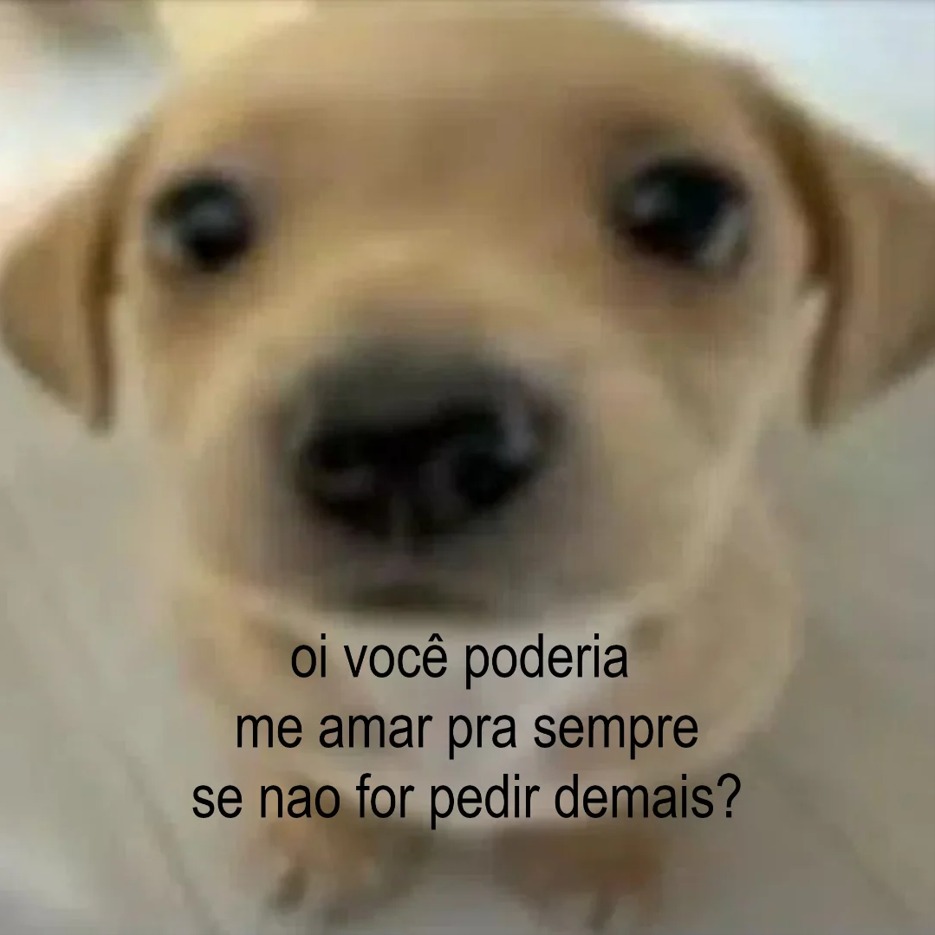 animais com frases aleatorias (@animaisfrases_) on Twitter photo 