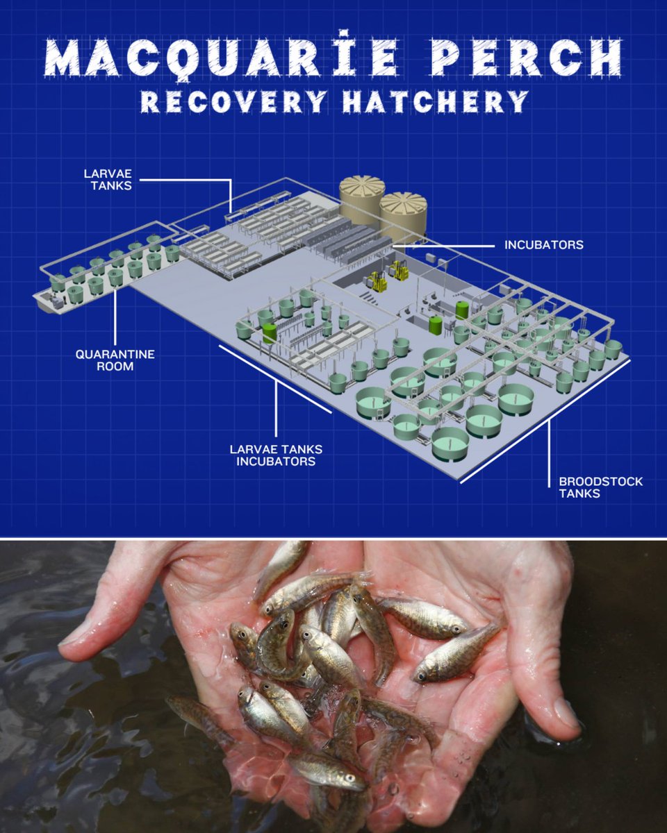 Construction has begun at Snobs on a Macquarie Perch Recovery Centre to bring ‘Maccas’ back to their former glory.

The centre will produce up to 500,000 Maccas a year to restore wild populations, which were once prevalent across northern Victoria.