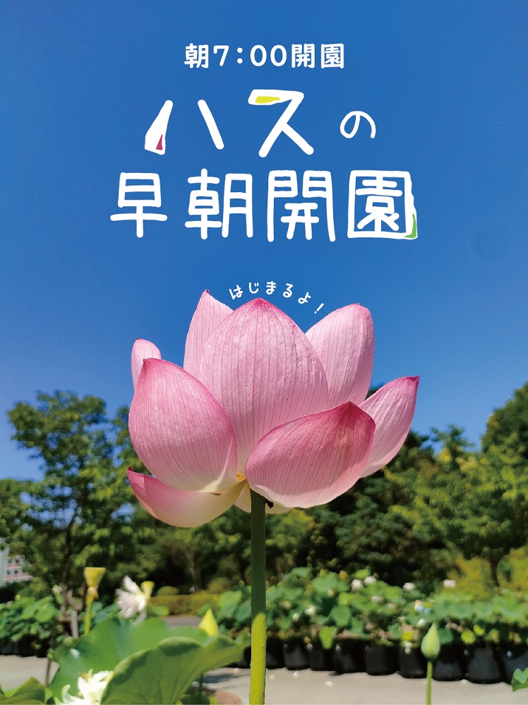 【大船フラワーセンター　ハスの #早朝開園】
7月5日（土曜）、6日（日曜）、8日（火曜）から13日（日曜）、19日（土曜）から21日（月曜・祝日）、26日（土曜）、27日（日曜）は朝7時に開園します。夏の青空に向かって真っすぐに咲く #ハス の花々を、間近で鑑賞しませんか。
fcofuna-kanagawa.jp