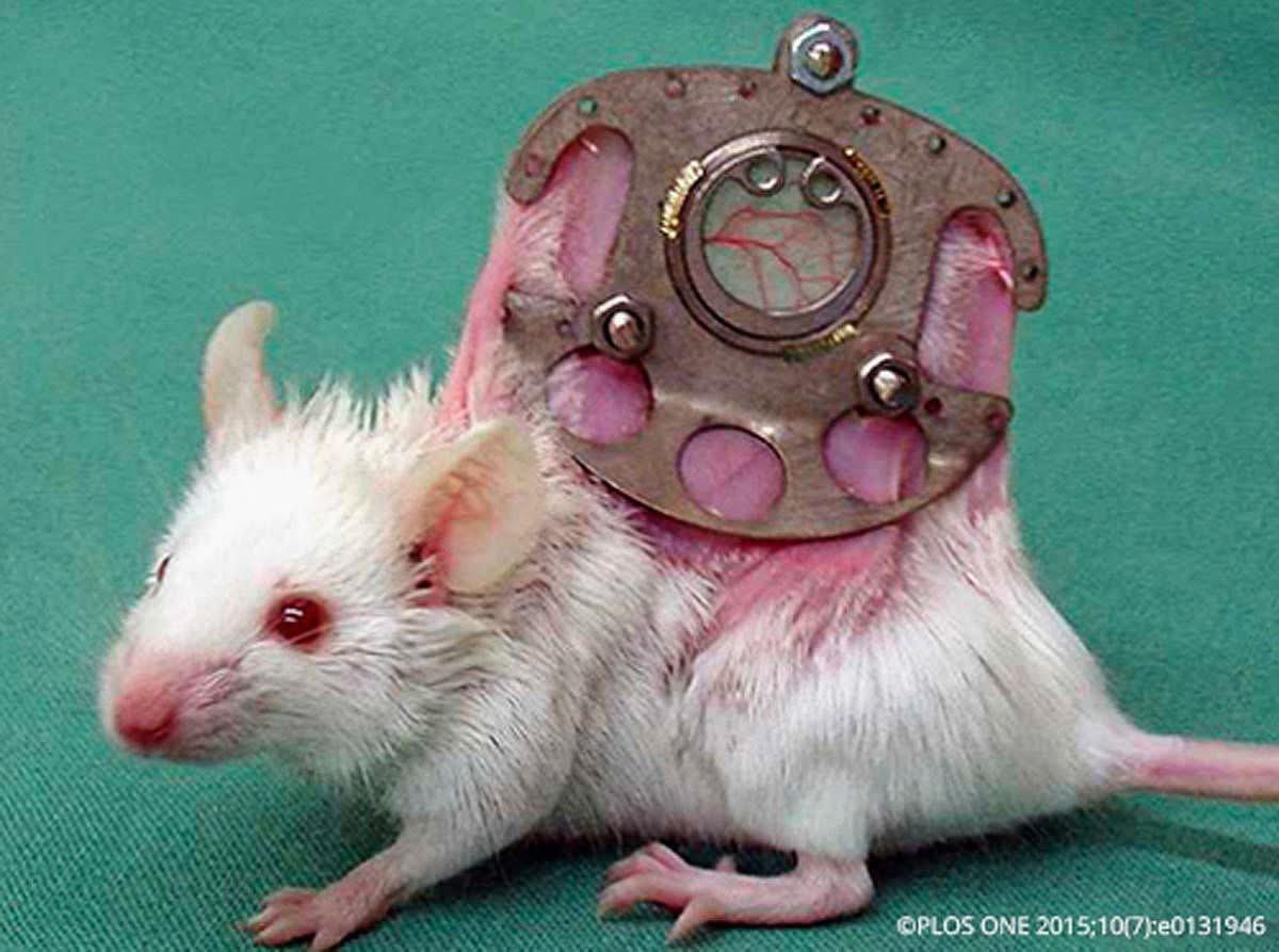 ¡Familia hermosa!🐁 Hoy les queremos presentar a otra nueva integrante de la gran familia Seres Libres…
Ella es Chefcita y salió del Mercado de Sonora (ya la habían tirado en su botecito a la basura porque estaba muy enferma) y nos costó mucho trabajo poder sacarla adelante…