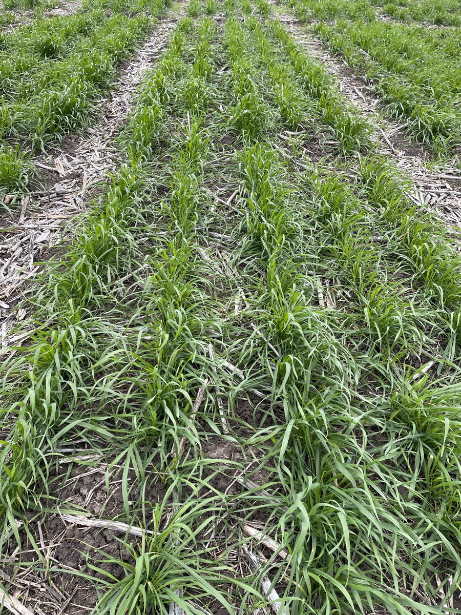 Prof (Weed Science) Bhagirath Chauhan (@bschauhan76) on Twitter photo Phalaris mgt in wheat at Bellata (2 July). Axial didn’t touch any Phalaris >2 leaf but Sakura & Mateno have provided 100% control even after 8 wks of spray. <a href="/GRDCNorth/">GRDC North</a> <a href="/QAAFI/">QLD Alliance for Agriculture & Food Innovation</a> <a href="/UQWeedScience/">Chauhan lab UQ</a> Phalaris mgt in wheat at Bellata (2 July). Axial didn’t touch any Phalaris >2 leaf but Sakura & Mateno have provided 100% control even after 8 wks of spray. <a href="/GRDCNorth/">GRDC North</a> <a href="/QAAFI/">QLD Alliance for Agriculture & Food Innovation</a> <a href="/UQWeedScience/">Chauhan lab UQ</a>