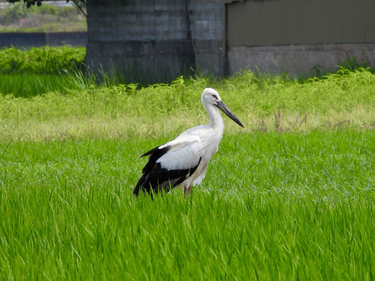 【内祝い】 鳴門コウノトリ on  X: アンティーク雑貨